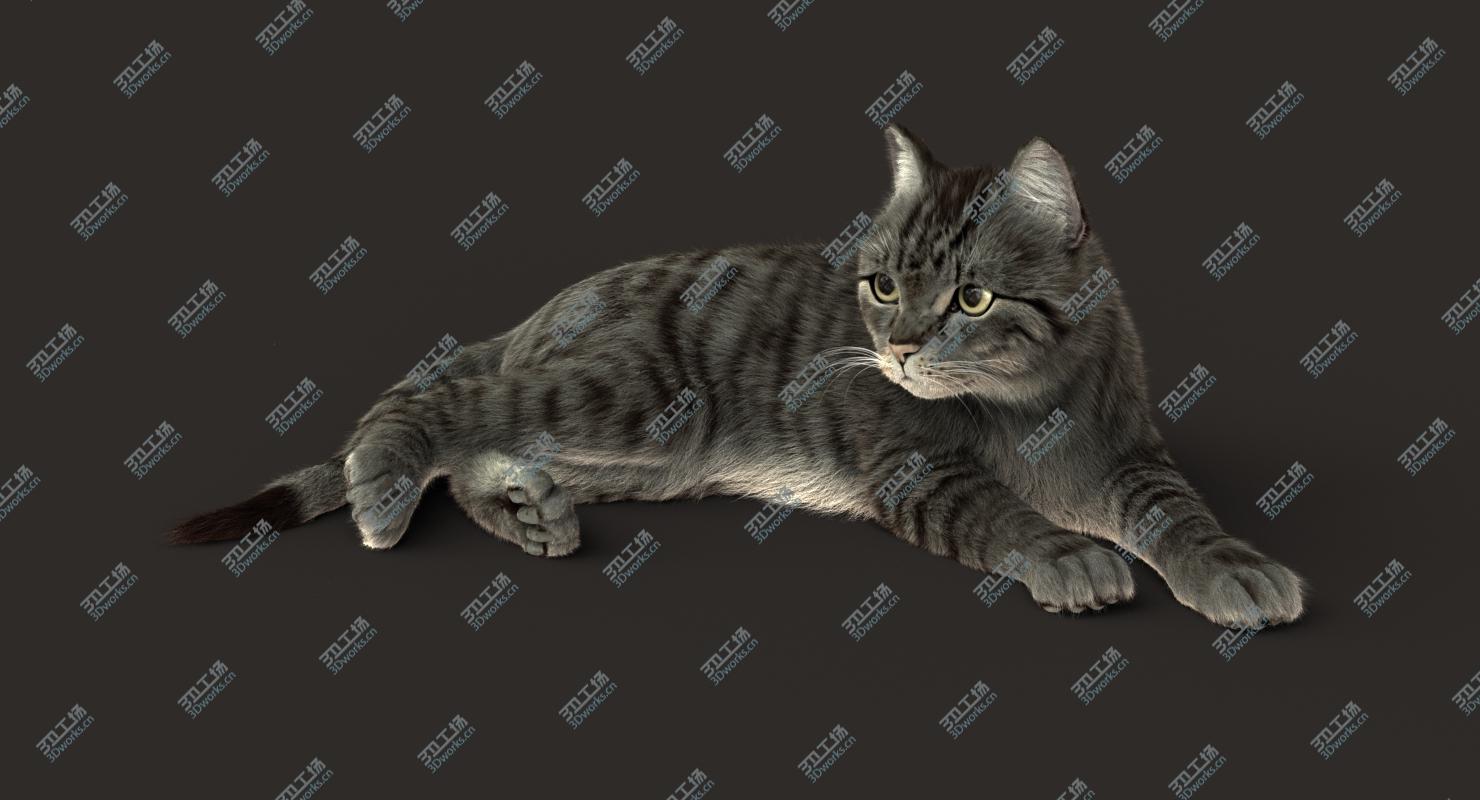 images/goods_img/2021040232/Cat (2) (Grey Tabby) (RIG) (FUR) 3D model/4.jpg